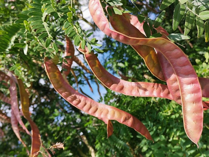 Honey Locust