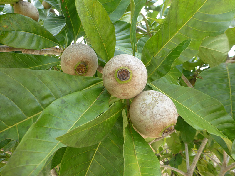 Huito Fruit