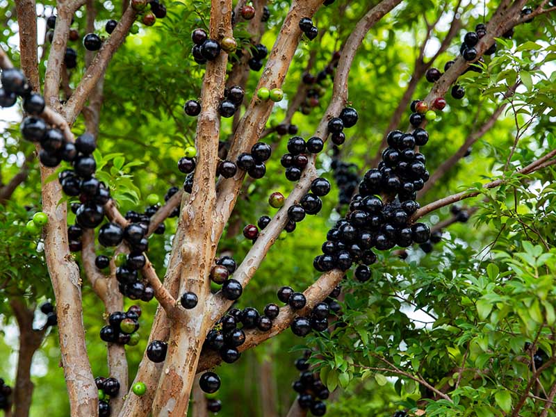 Jabuticaba Fruits