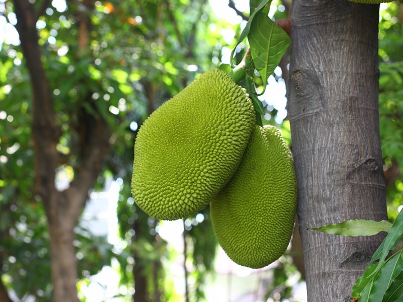 Jackfruit Indo