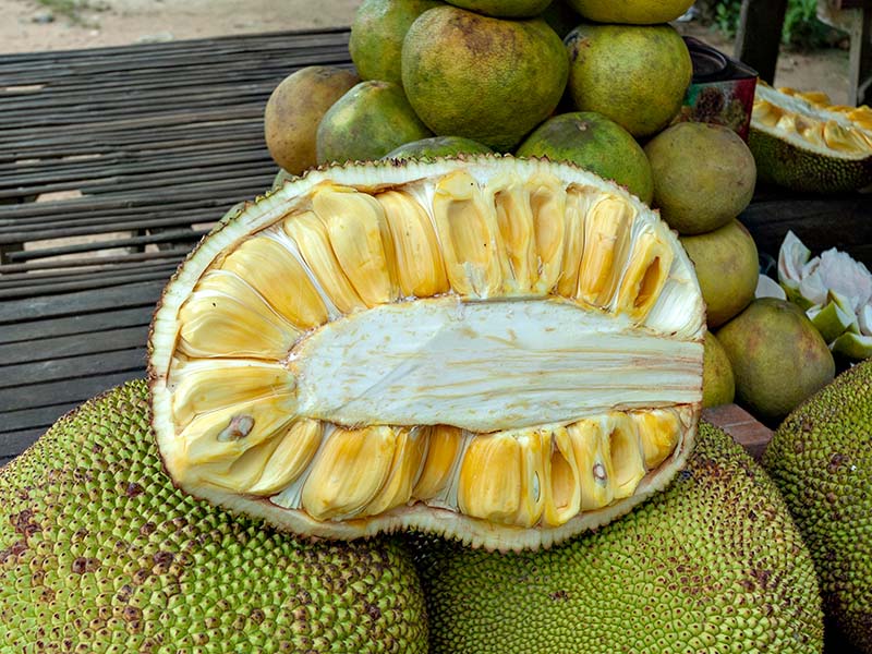 Jackfruit Ripe Unripe