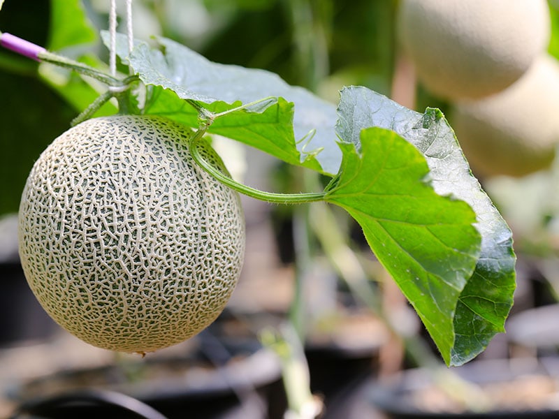 Japan Melon Fruit