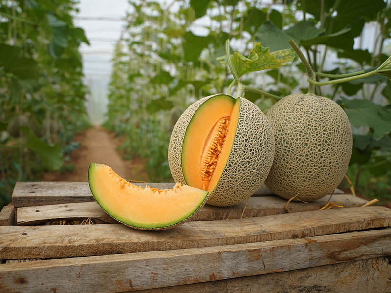 Japan Melon