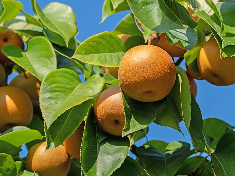 Japan Pear