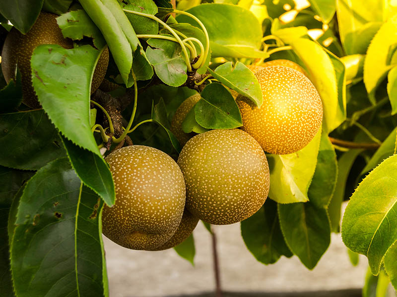 Japanese Pear