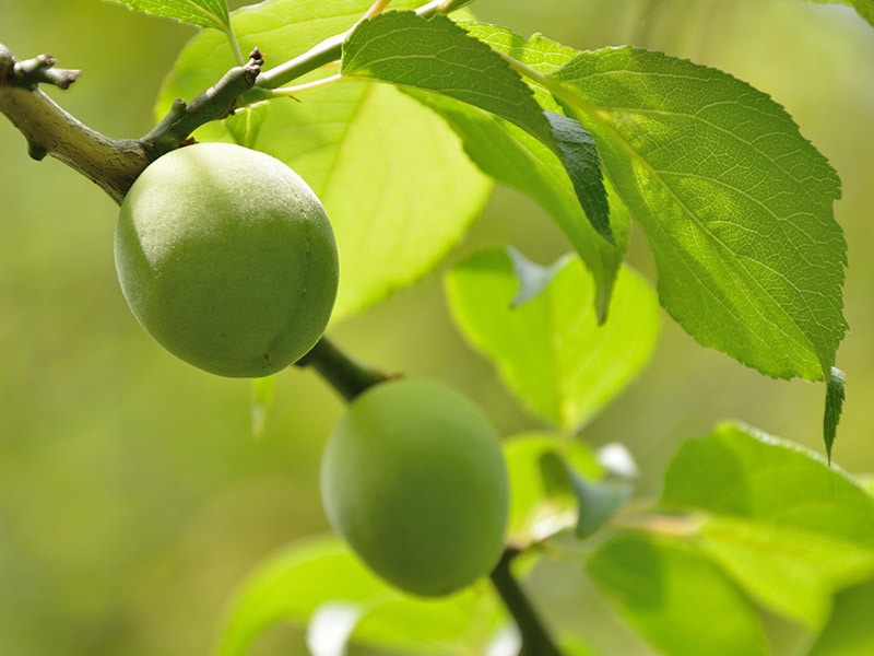 Japanese Plum Fruits