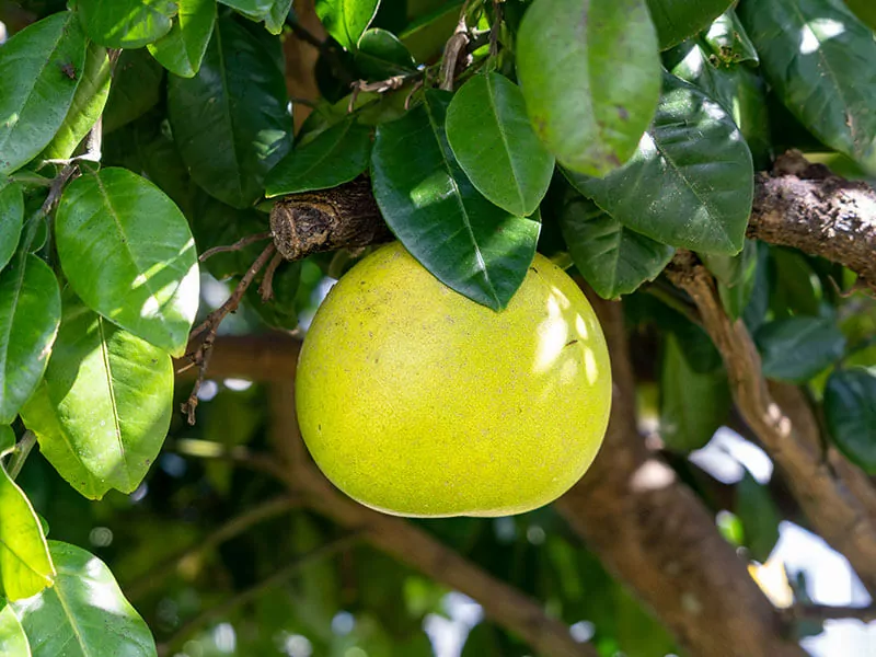 Japanese Pomelo Citrus