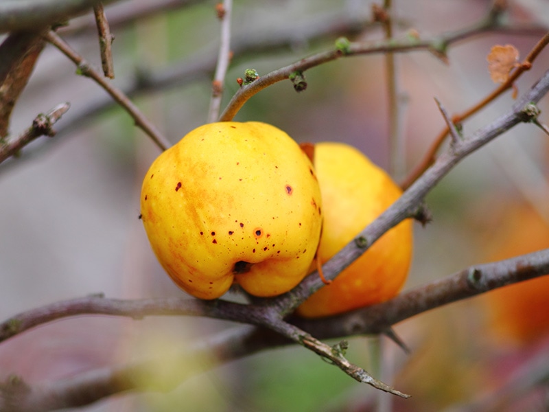 Japanese Quince