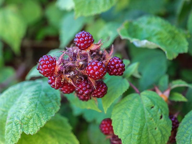 Japanese Wineberry