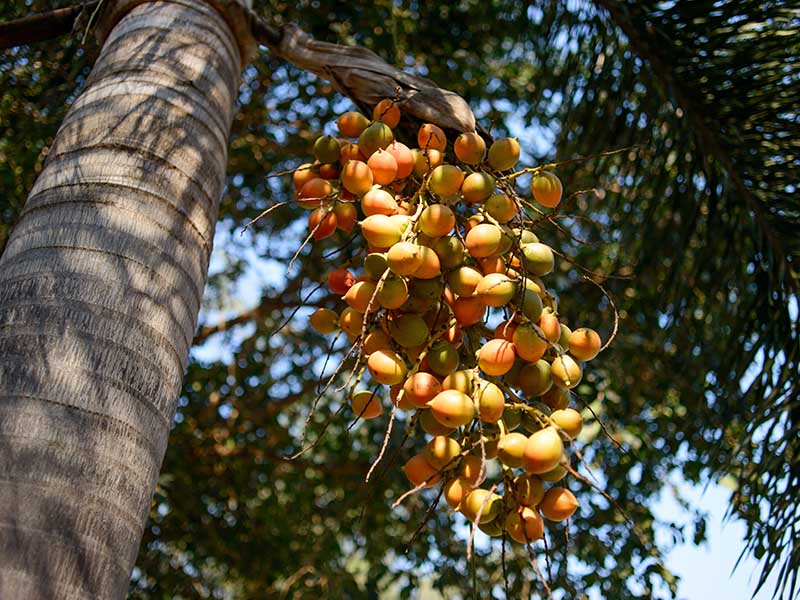 Jelly Palm