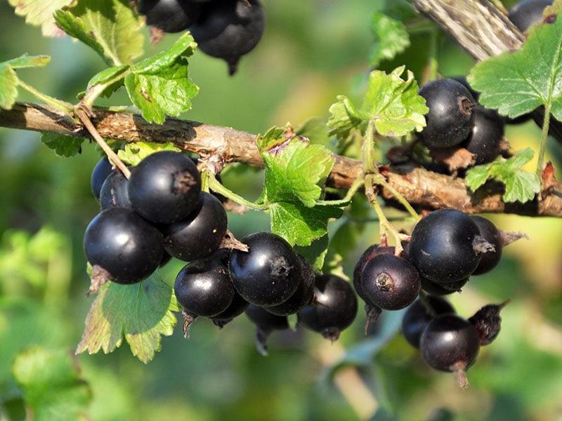 Jostaberry Fruits