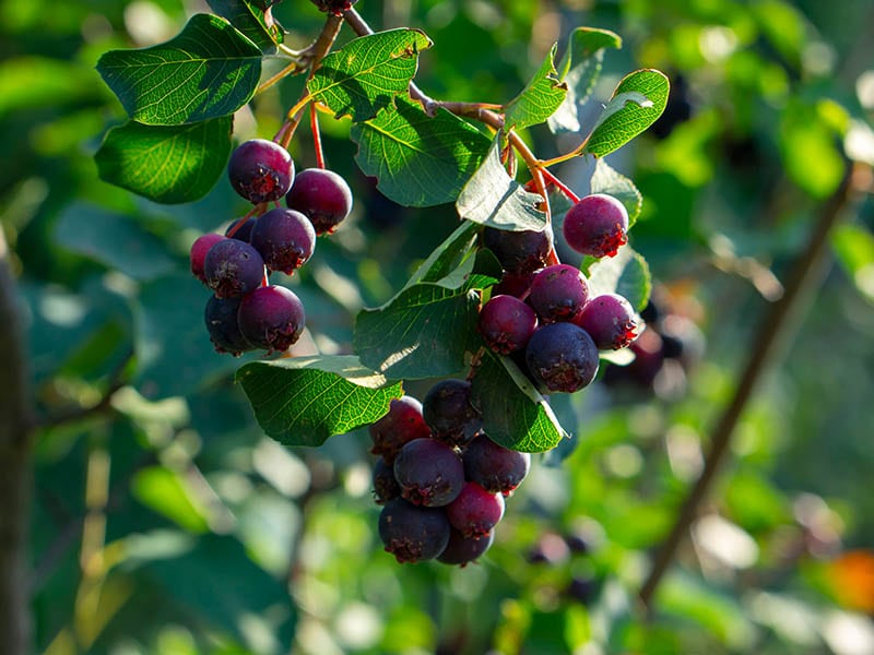 Juneberry Fruits