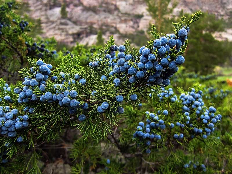 Juniper Berry