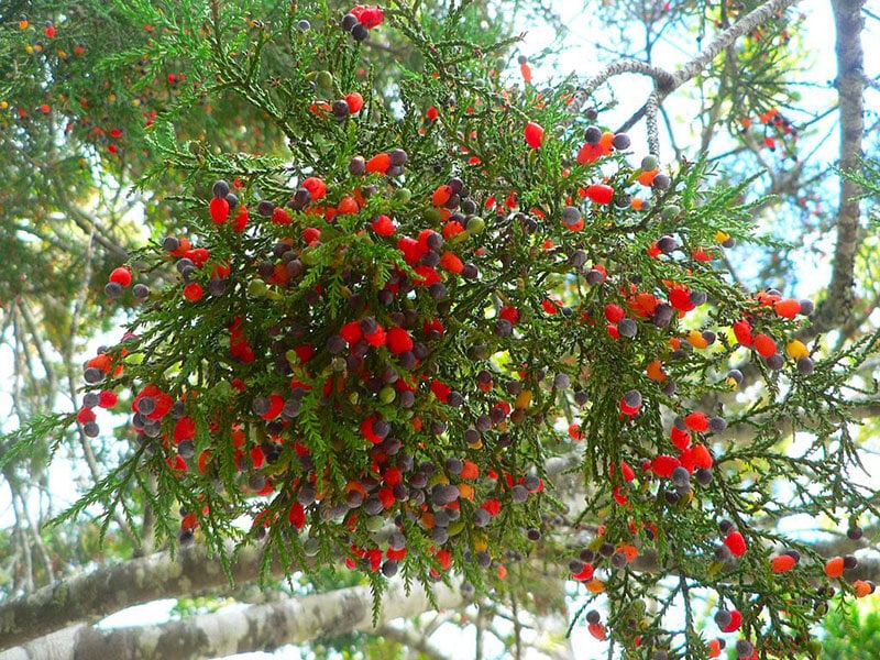 Kahikatea Fruit