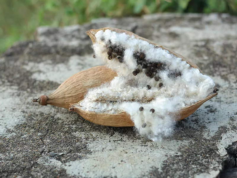 Kapok Fruit