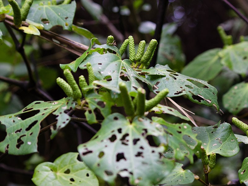 Kawakawa Tree