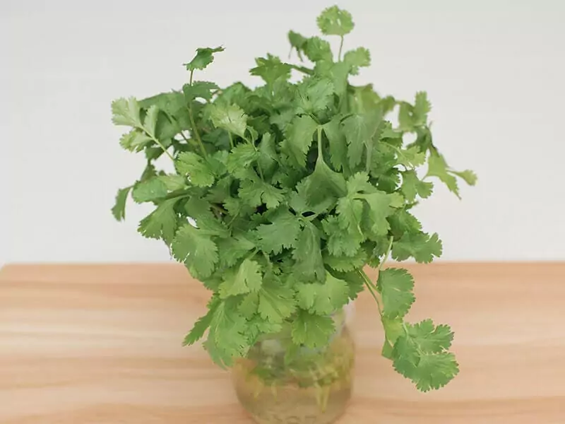 Keep Cilantro Hydrated