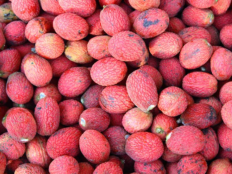 Korlan Fruit