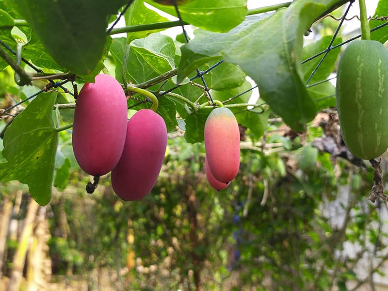 Kowai Fruits