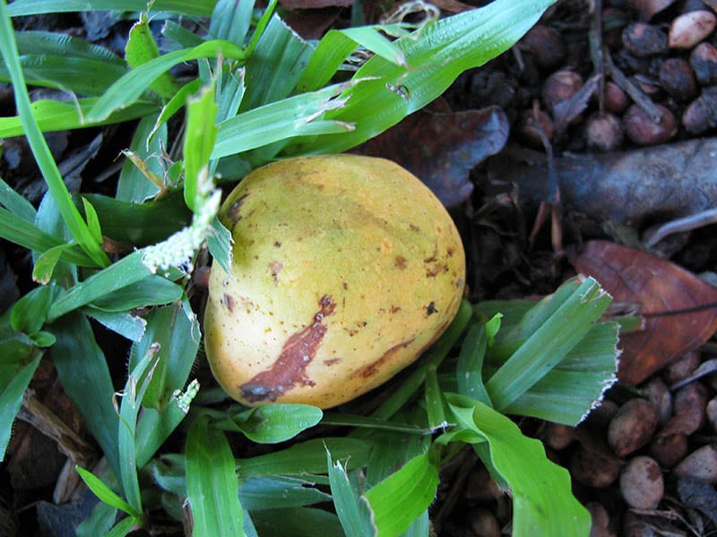 Kwai Muk Fruit