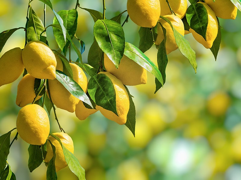 Lemons Il Limone