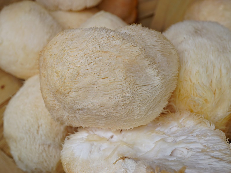 Lion Mane Mushrooms