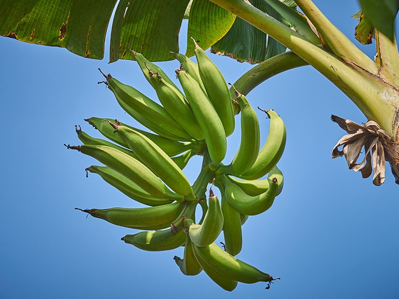 Macho Plantain Banana