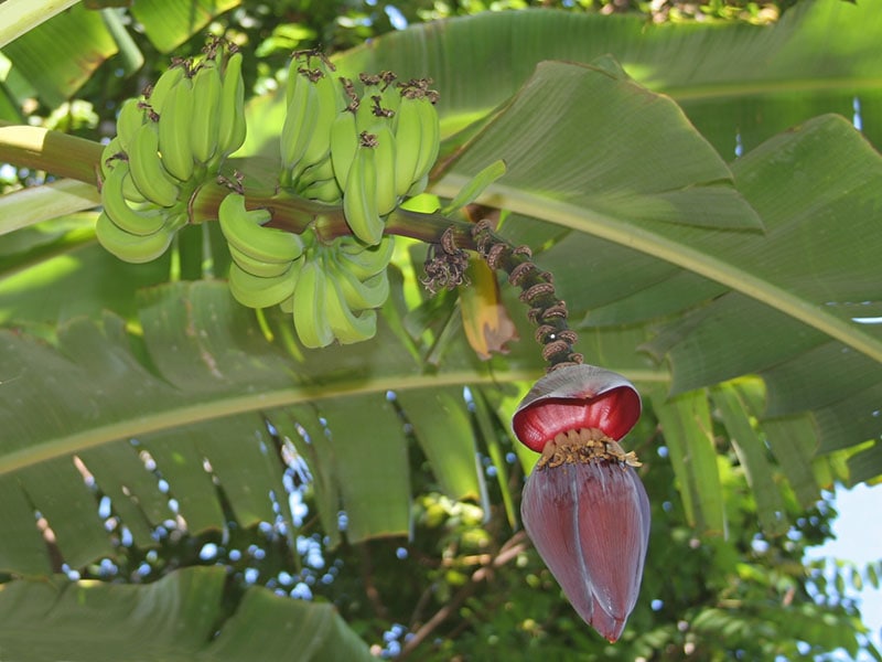 Manzano Banana