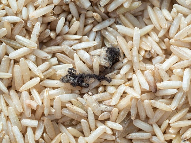 Can You Freeze Uncooked Rice? Learn in 2024