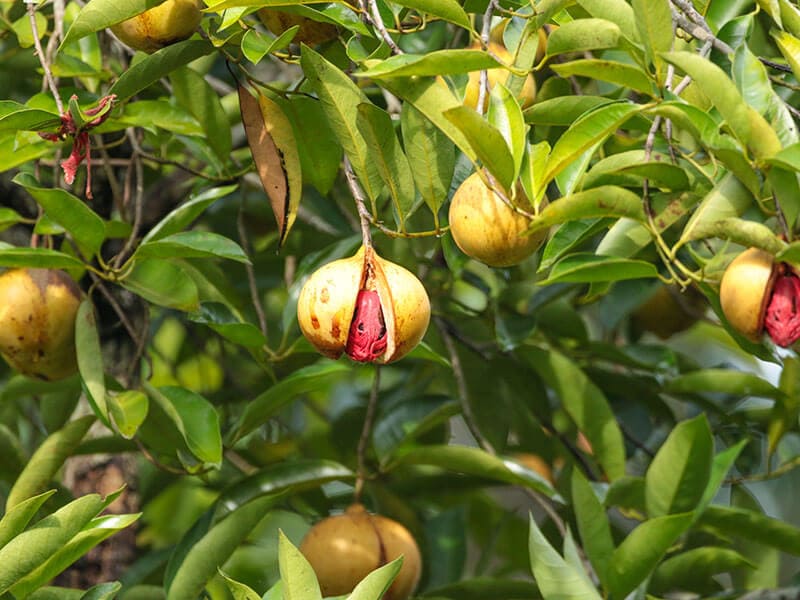 Myristica Fragrans