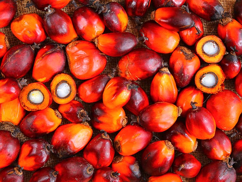 Oil Palm Fruit