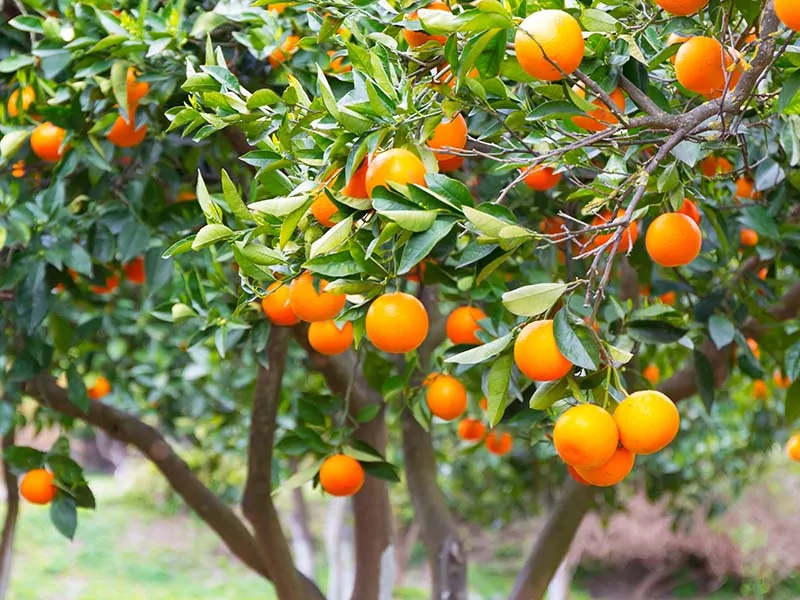 Oranges Greek