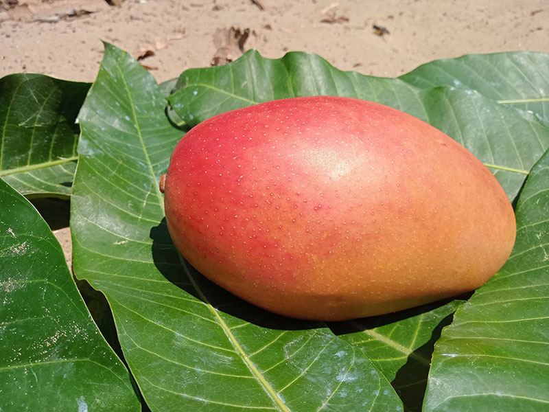 Osteen Mango