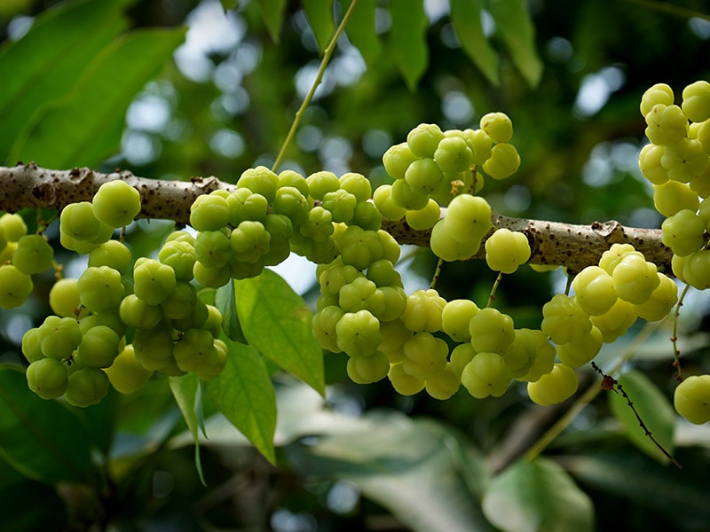 Otaheite Gooseberry Malay