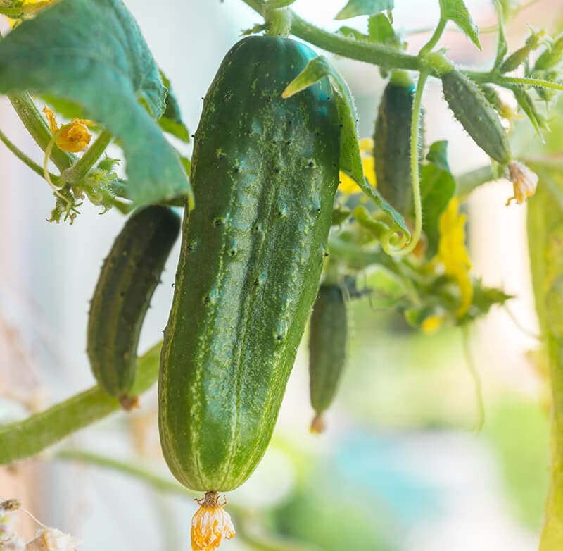 Parisian Cucumbers