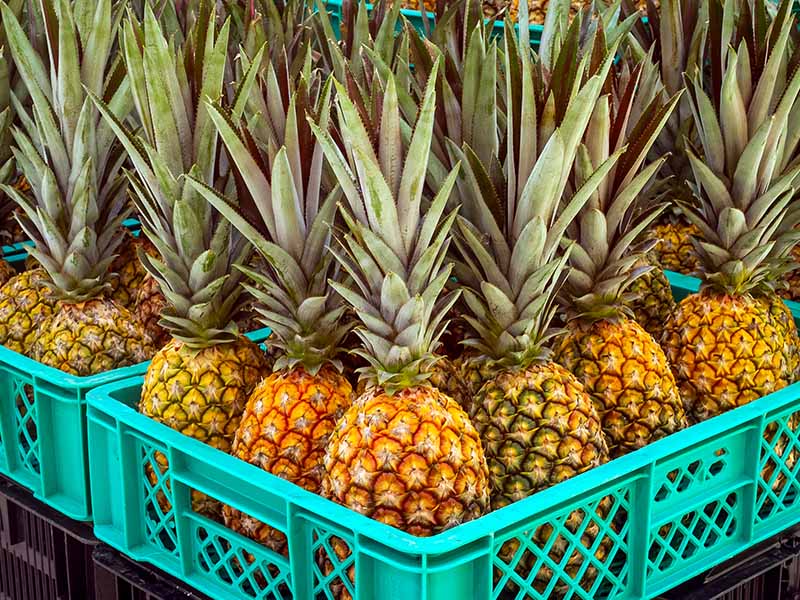 Pineapples Brazilian