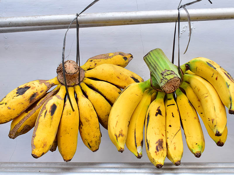 Pisang Raja Banana