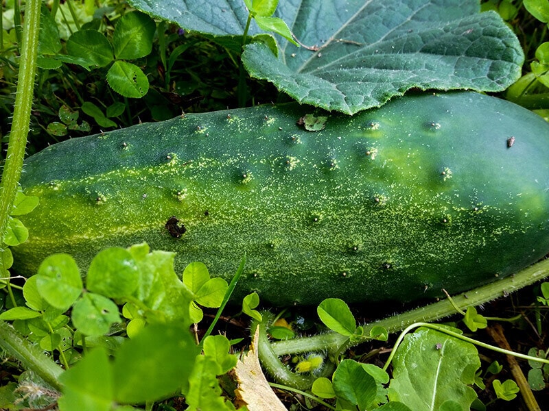 Poinsett 76 Cucumbers