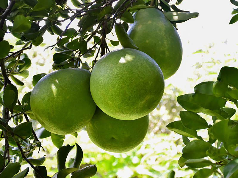 Pomelo Indian