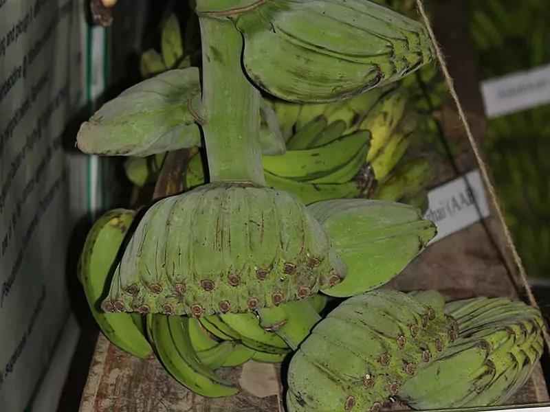 Praying Hands Banana