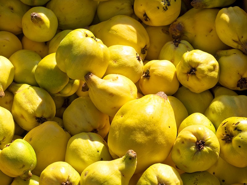 Quince Il Cotogno