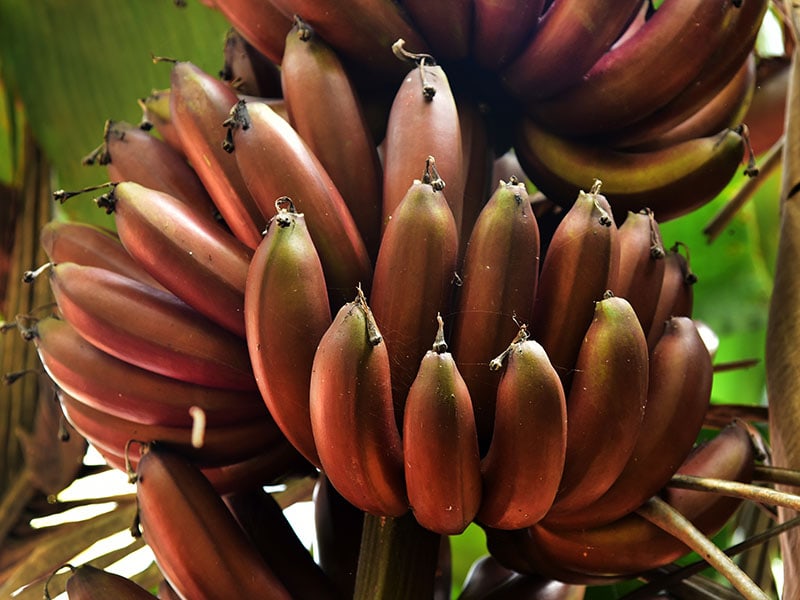 Red Bananas