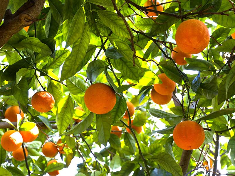 Ribera Oranges