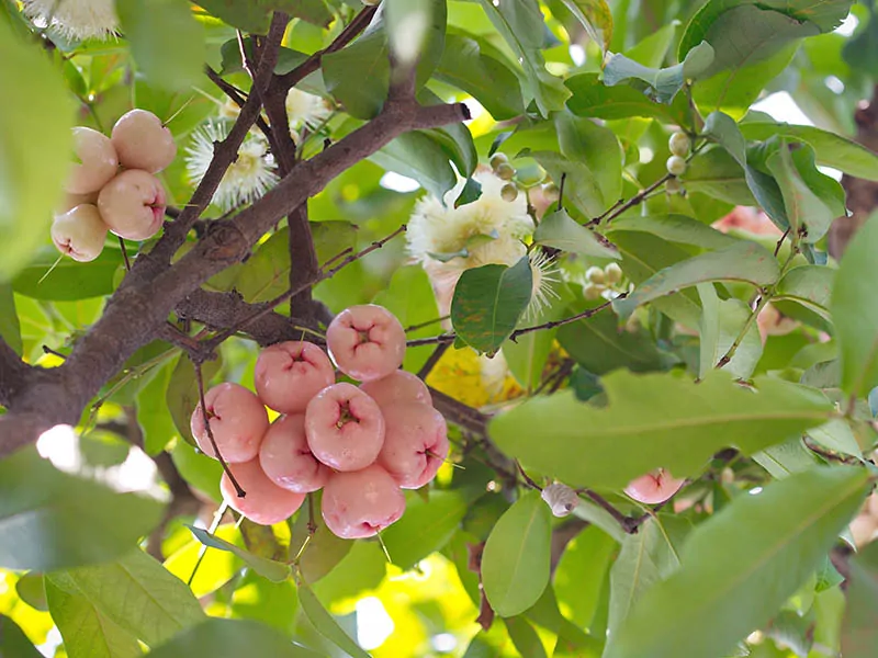 Rose Apple Indian