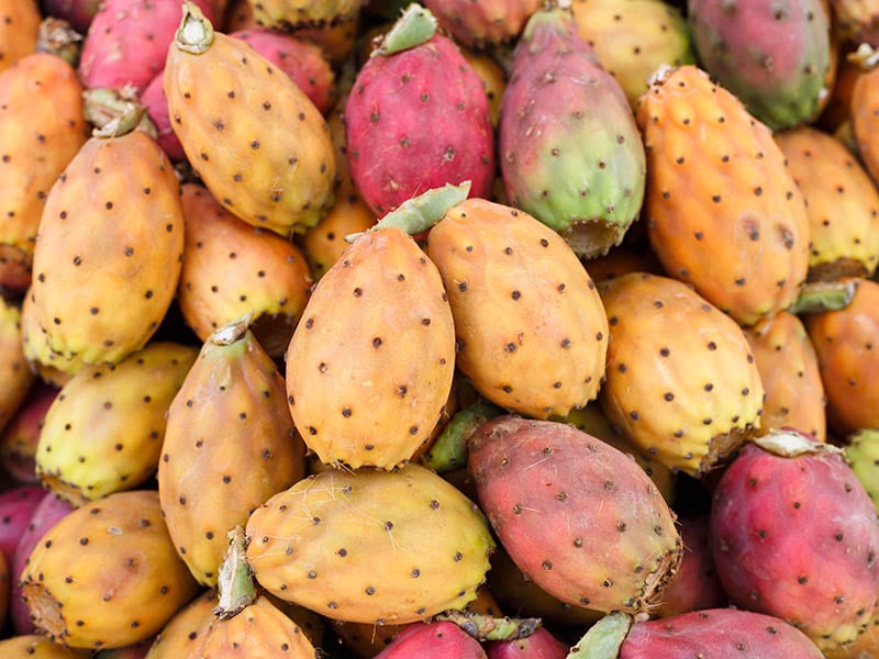 Sicilian Prickly Pear