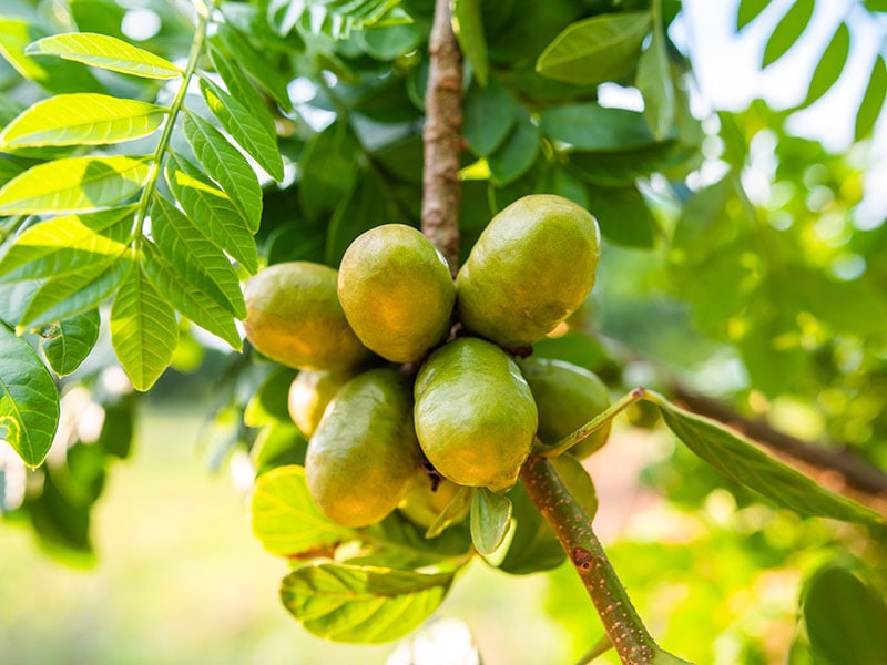 Siriguela Green Fruit