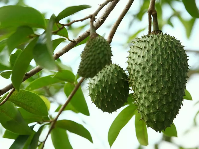 Soursop Guanabana