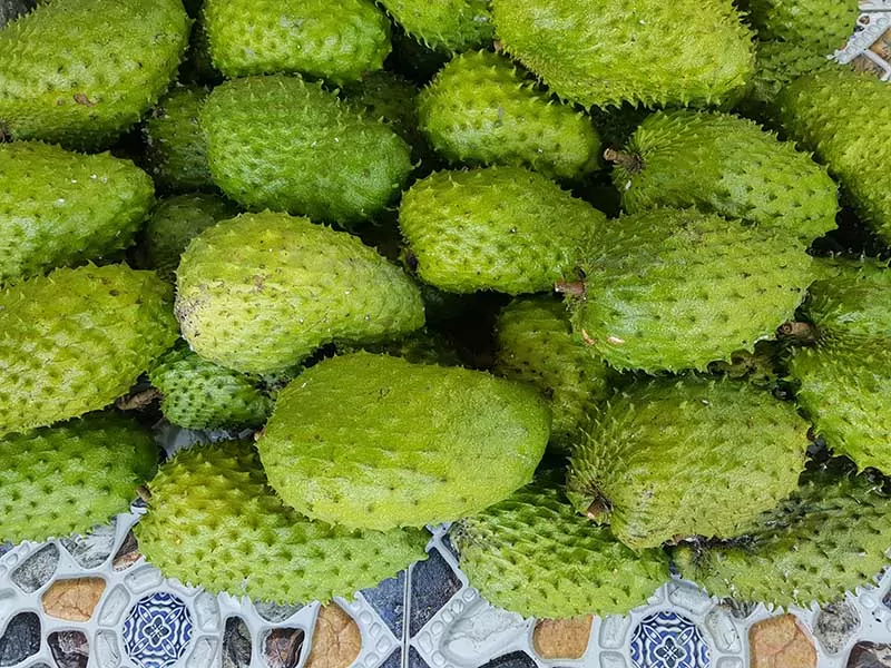 Soursop Jamaican