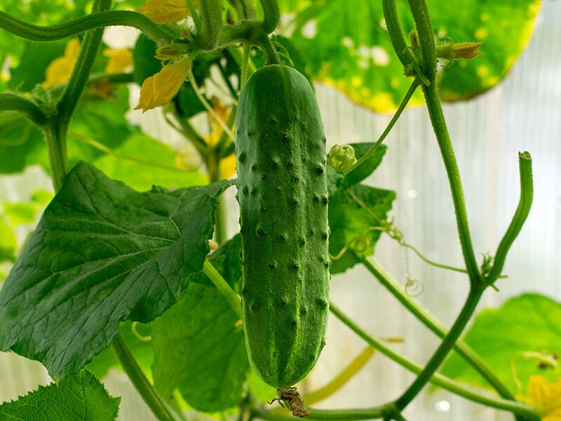 Spacemaster Cucumbers
