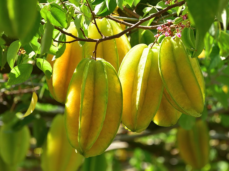 Star Fruit Jamaican